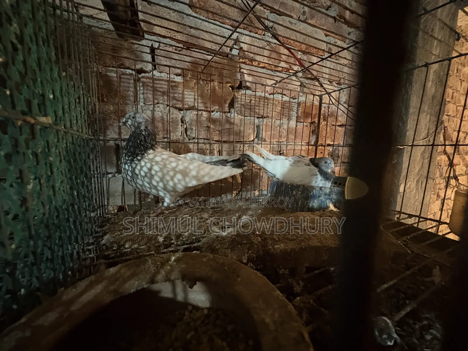 এক জোরা ভালো মানের রানিংগ গিরিবাজ কবুতর