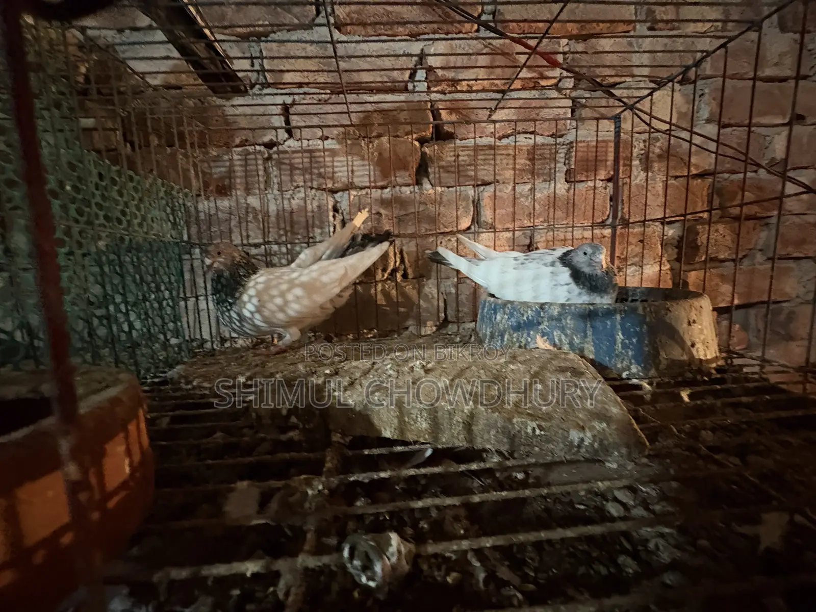 এক জোরা ভালো মানের রানিংগ গিরিবাজ কবুতর