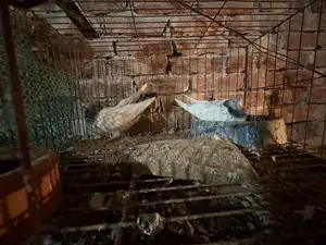 এক জোরা ভালো মানের রানিংগ গিরিবাজ কবুতর