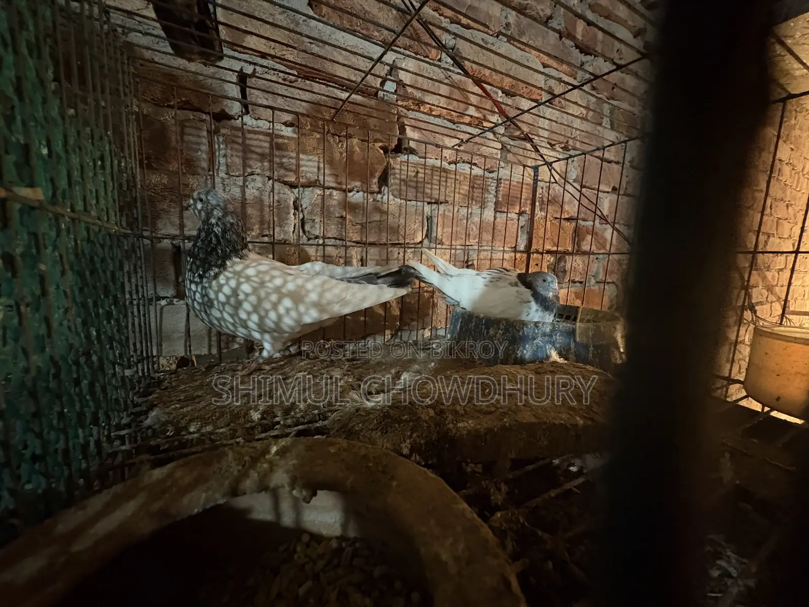 এক জোরা ভালো মানের রানিংগ গিরিবাজ কবুতর