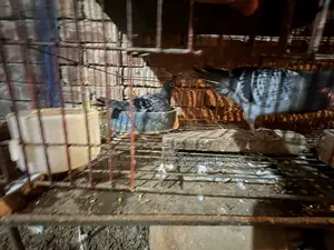 এক জোরা ভালো মানের মাকছি হোমা রেসা জেরা আছে ৭ বাই ৮ পর ক