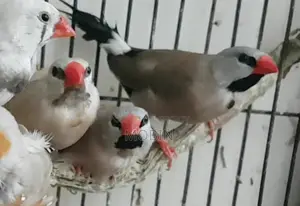 Male Longtail Finch