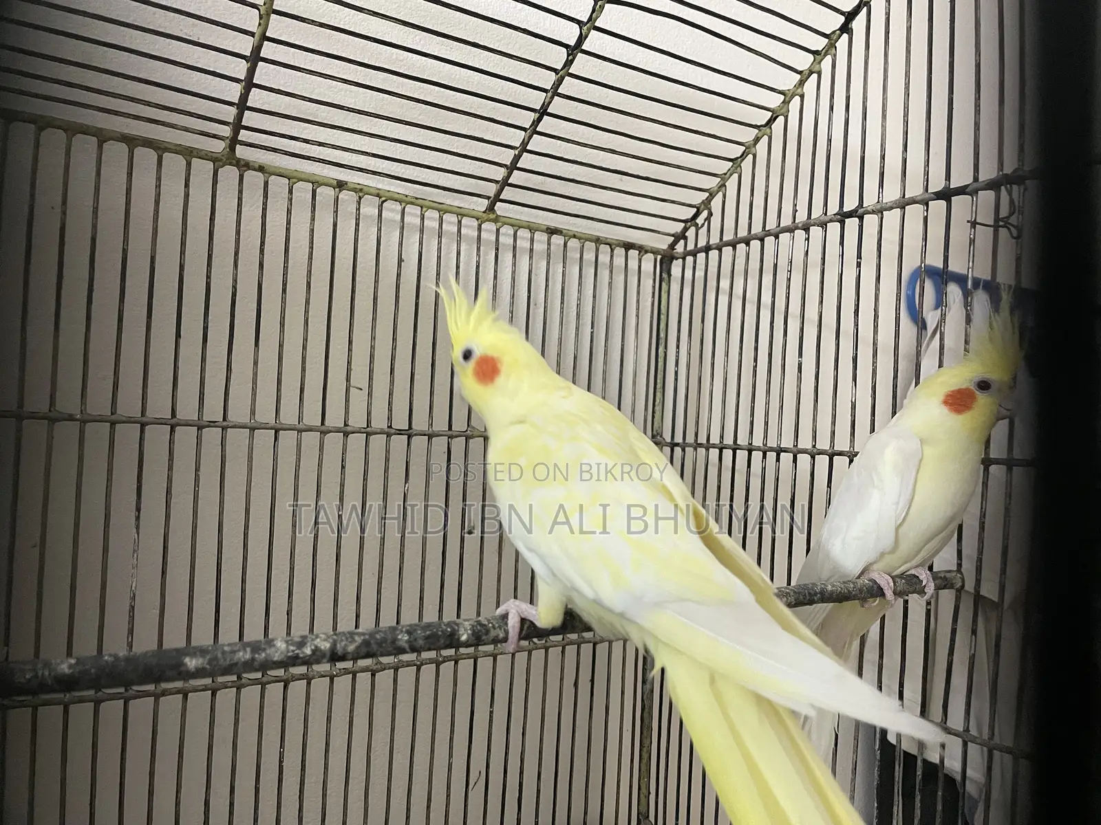 Cockatiel Pair for Sale
