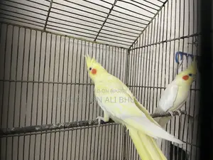 Cockatiel Pair for Sale