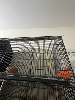 Cockatiel Pair for Sale
