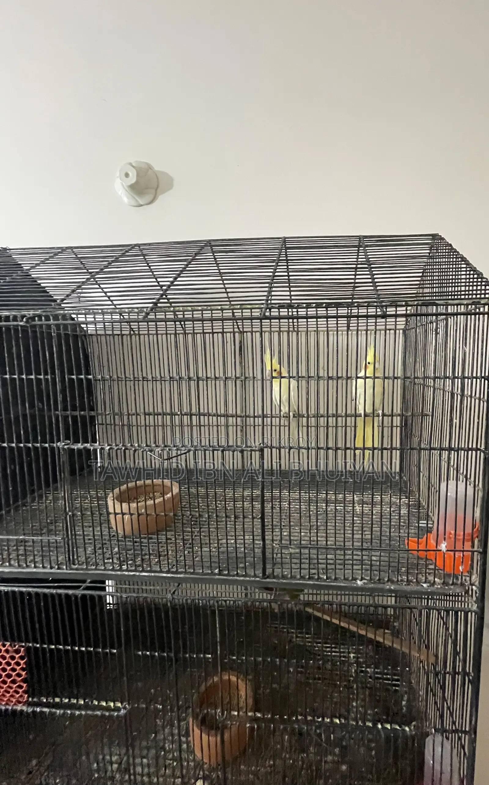 Cockatiel Pair for Sale