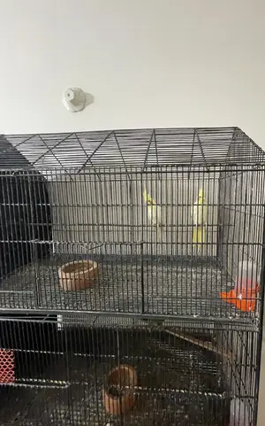 Cockatiel Pair for Sale
