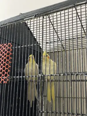 Cockatiel Pair for Sale