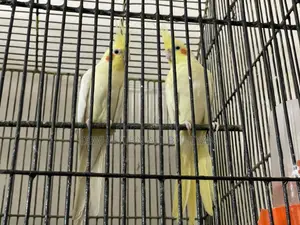 Cockatiel Pair for Sale