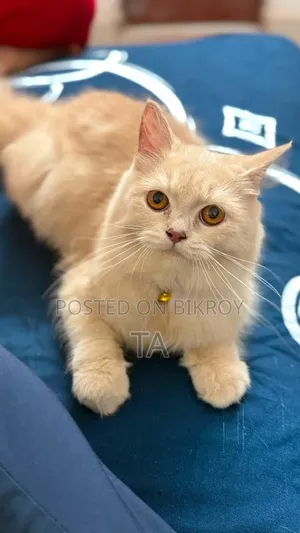 6-12 Months Female Purebred Persian