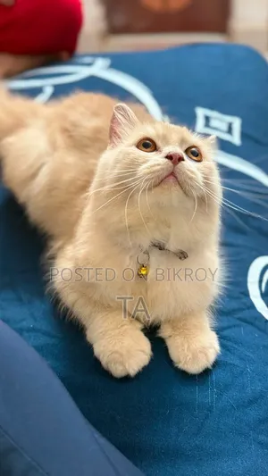 6-12 Months Female Purebred Persian