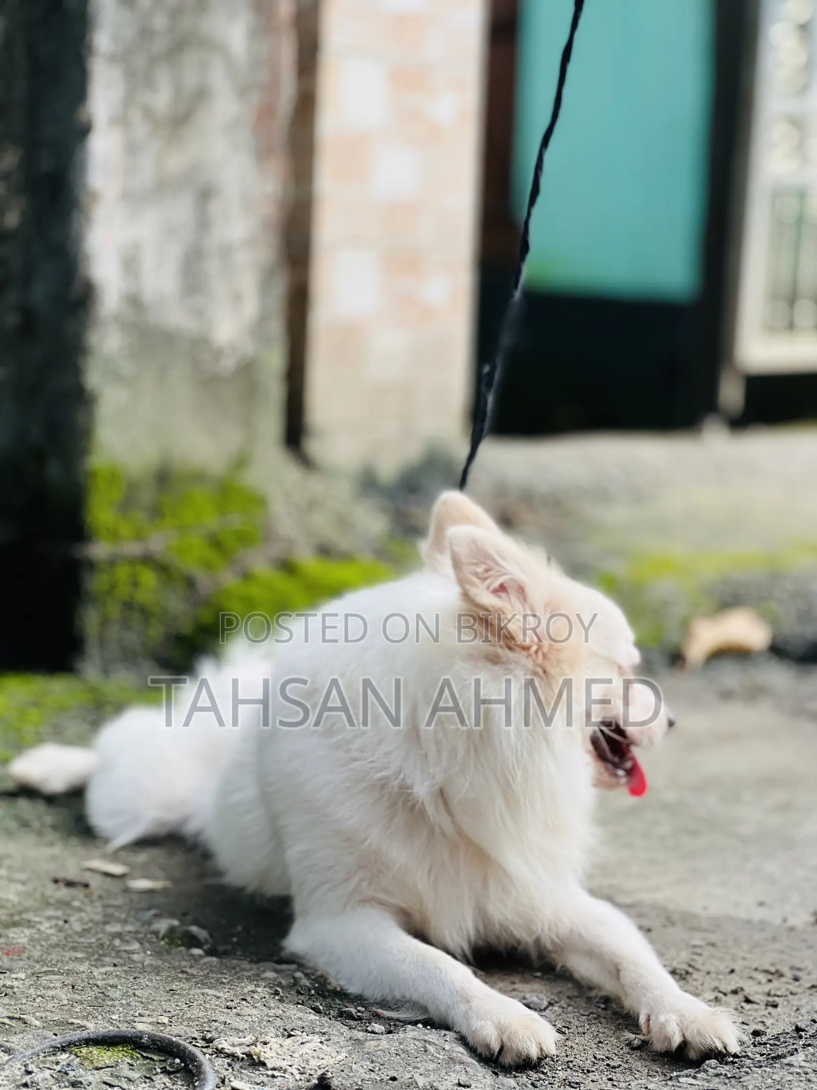 1+ Year Male Purebred American Eskimo