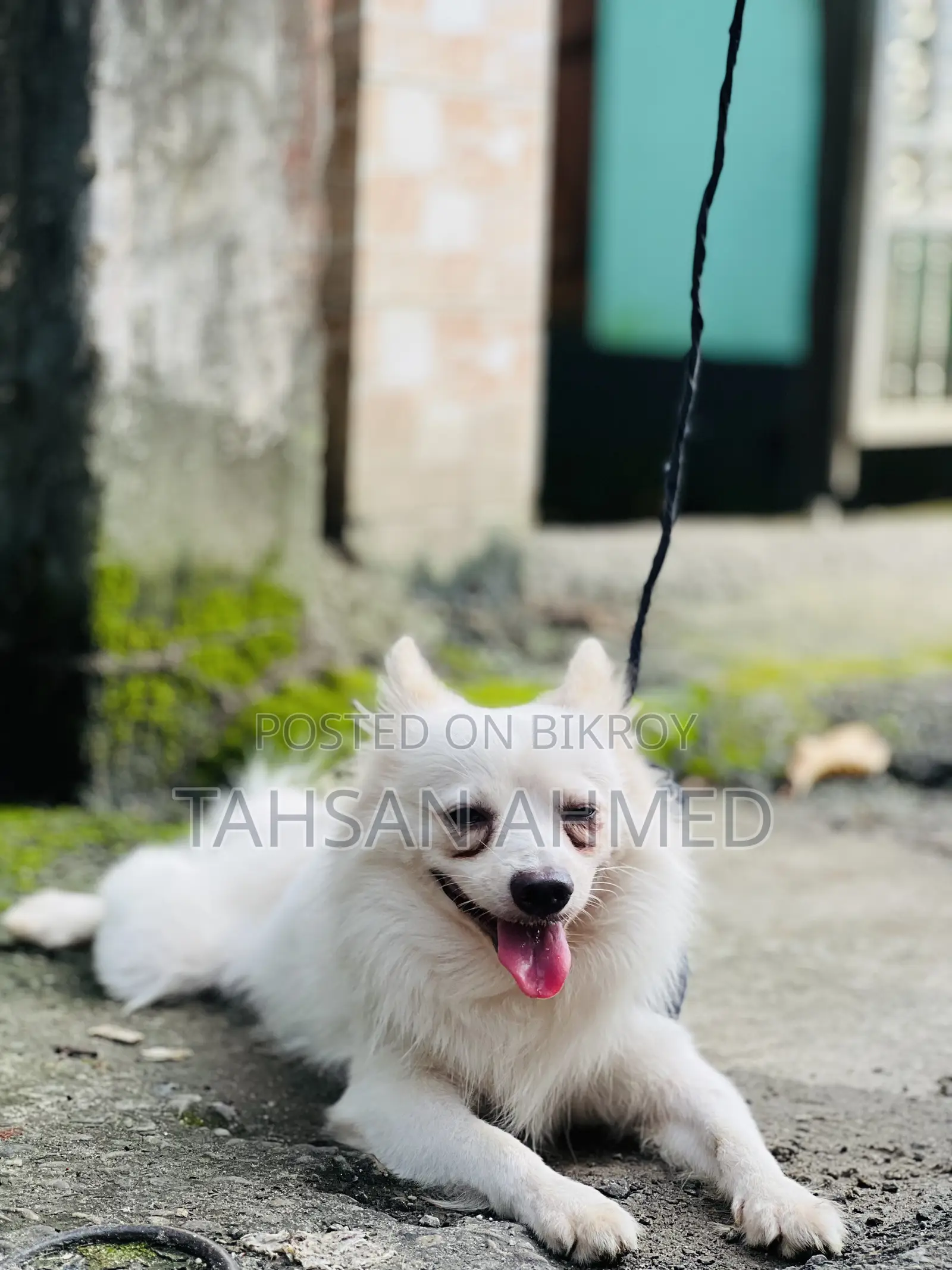 1+ Year Male Purebred American Eskimo