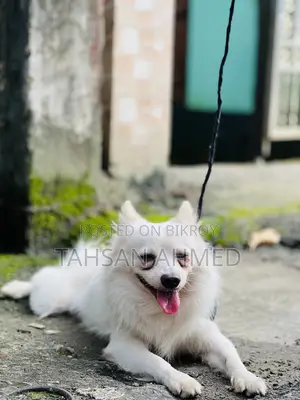 1+ Year Male Purebred American Eskimo