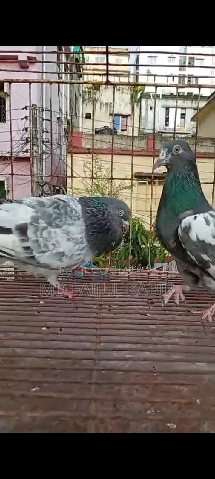 পাকিস্তানি কবুতর লটে বিক্রি