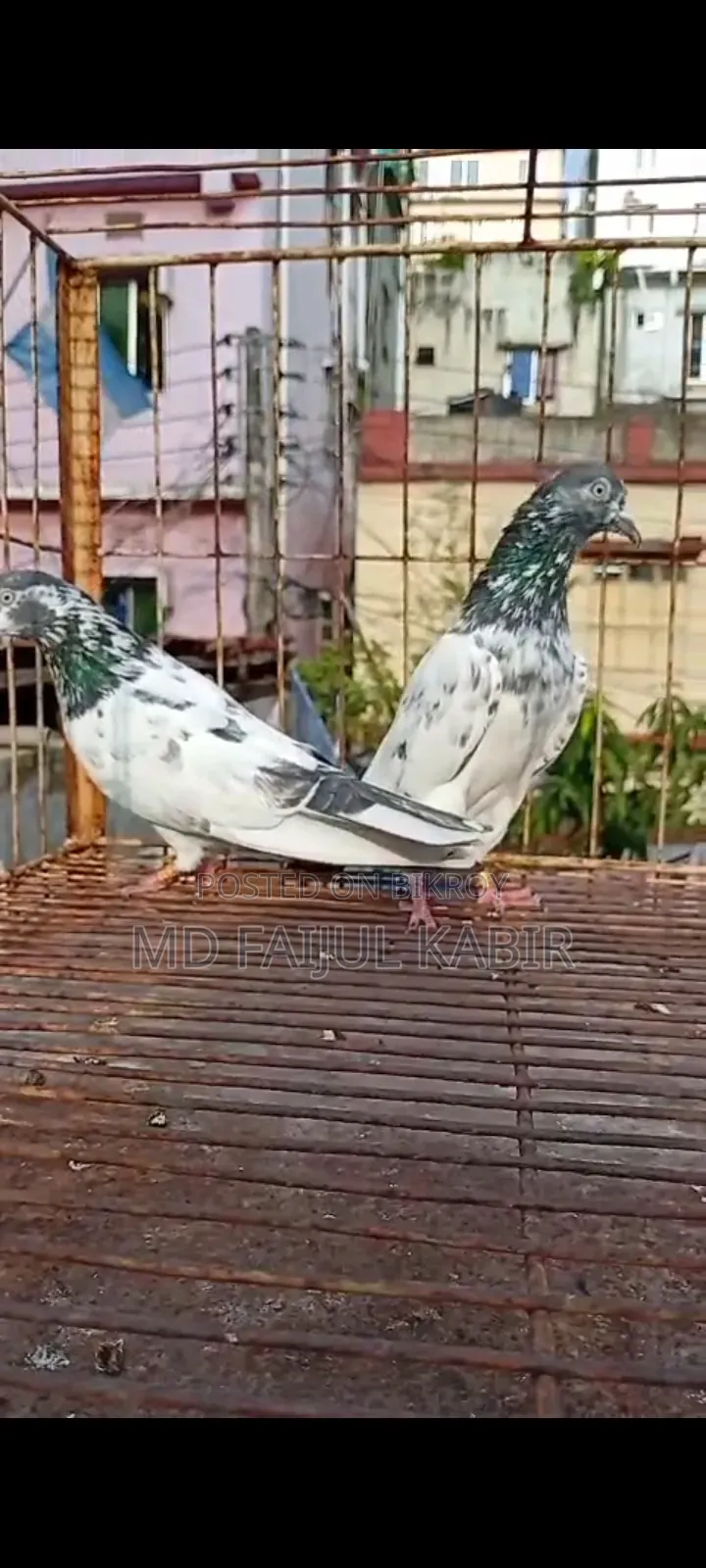 পাকিস্তানি কবুতর লটে বিক্রি