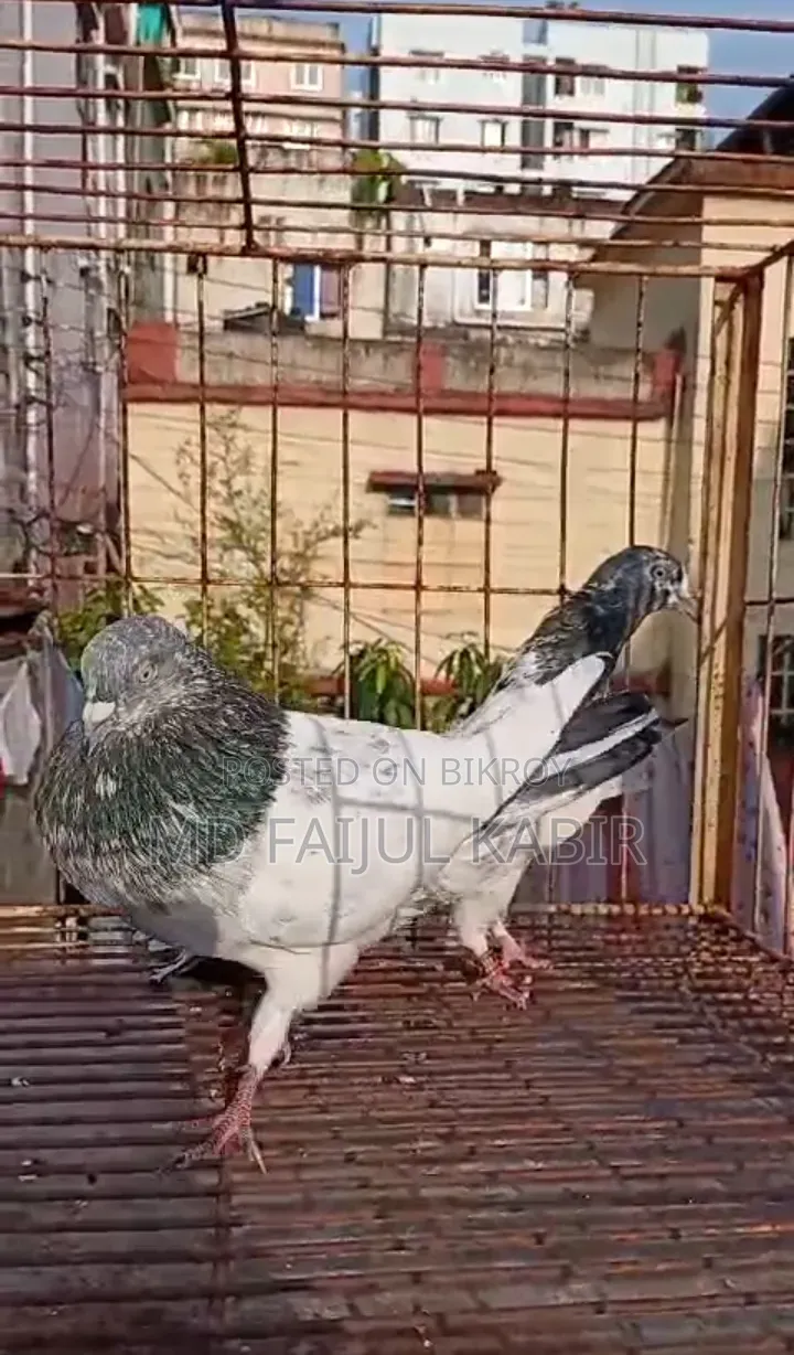 পাকিস্তানি কবুতর লটে বিক্রি