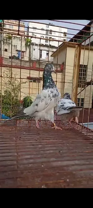 পাকিস্তানি কবুতর লটে বিক্রি