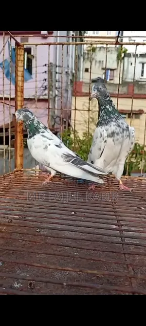 পাকিস্তানি কবুতর লটে বিক্রি