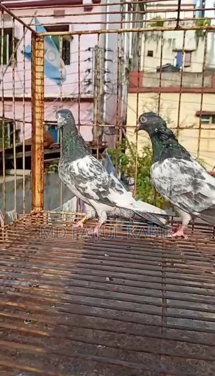 পাকিস্তানি কবুতর লটে বিক্রি