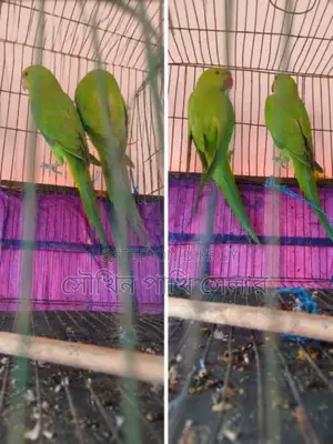 রিংনেক টিয়া পাখি