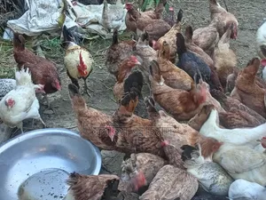 দেশি পদ্ধতিতে কালার মুরগি পালন