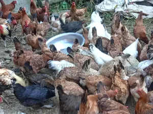 দেশি পদ্ধতিতে কালার মুরগি পালন
