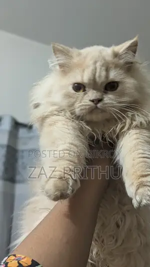 6-12 months Male Purebred Persian