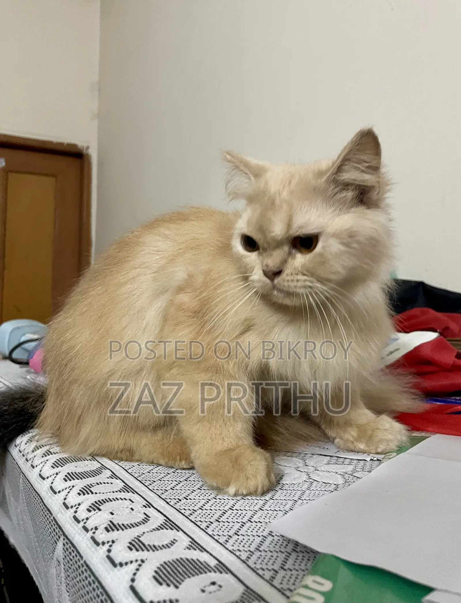 6-12 months Male Purebred Persian
