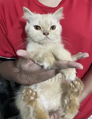 6-12 months Male Purebred Persian
