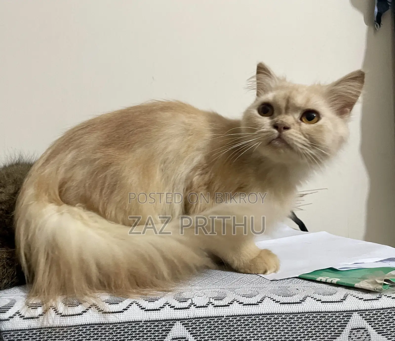 6-12 months Male Purebred Persian