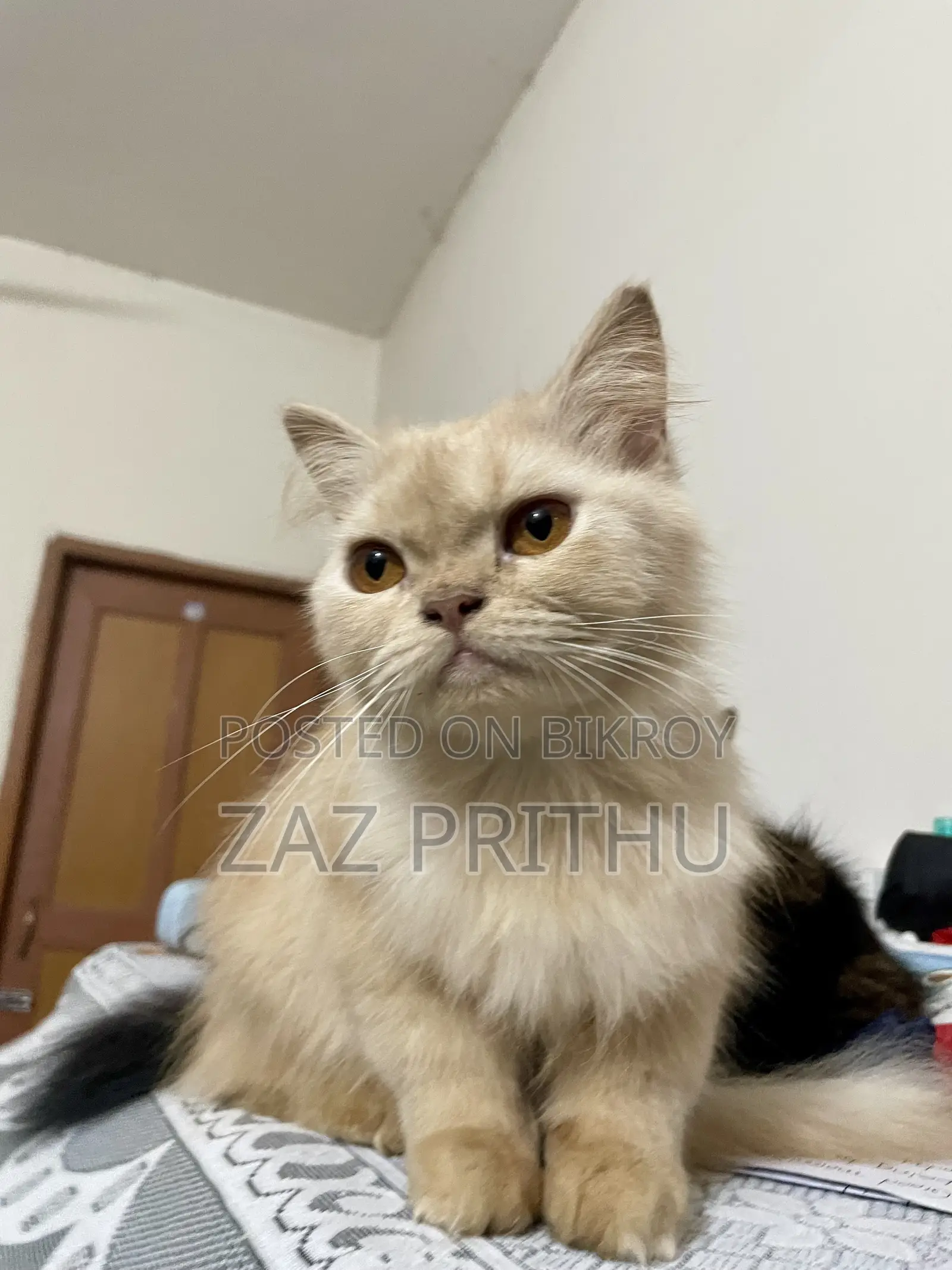 6-12 months Male Purebred Persian