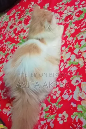 1+ Year Female Purebred Persian