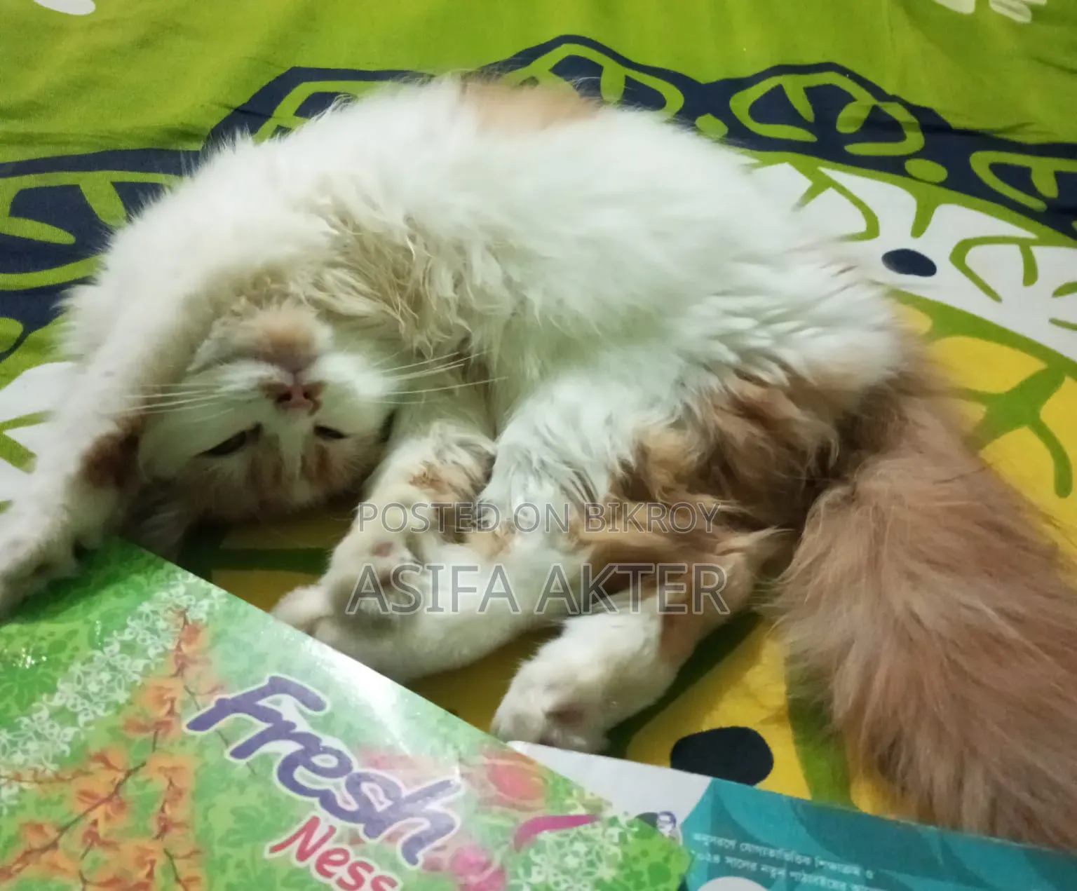 1+ Year Female Purebred Persian