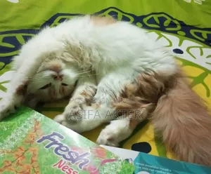 1+ Year Female Purebred Persian