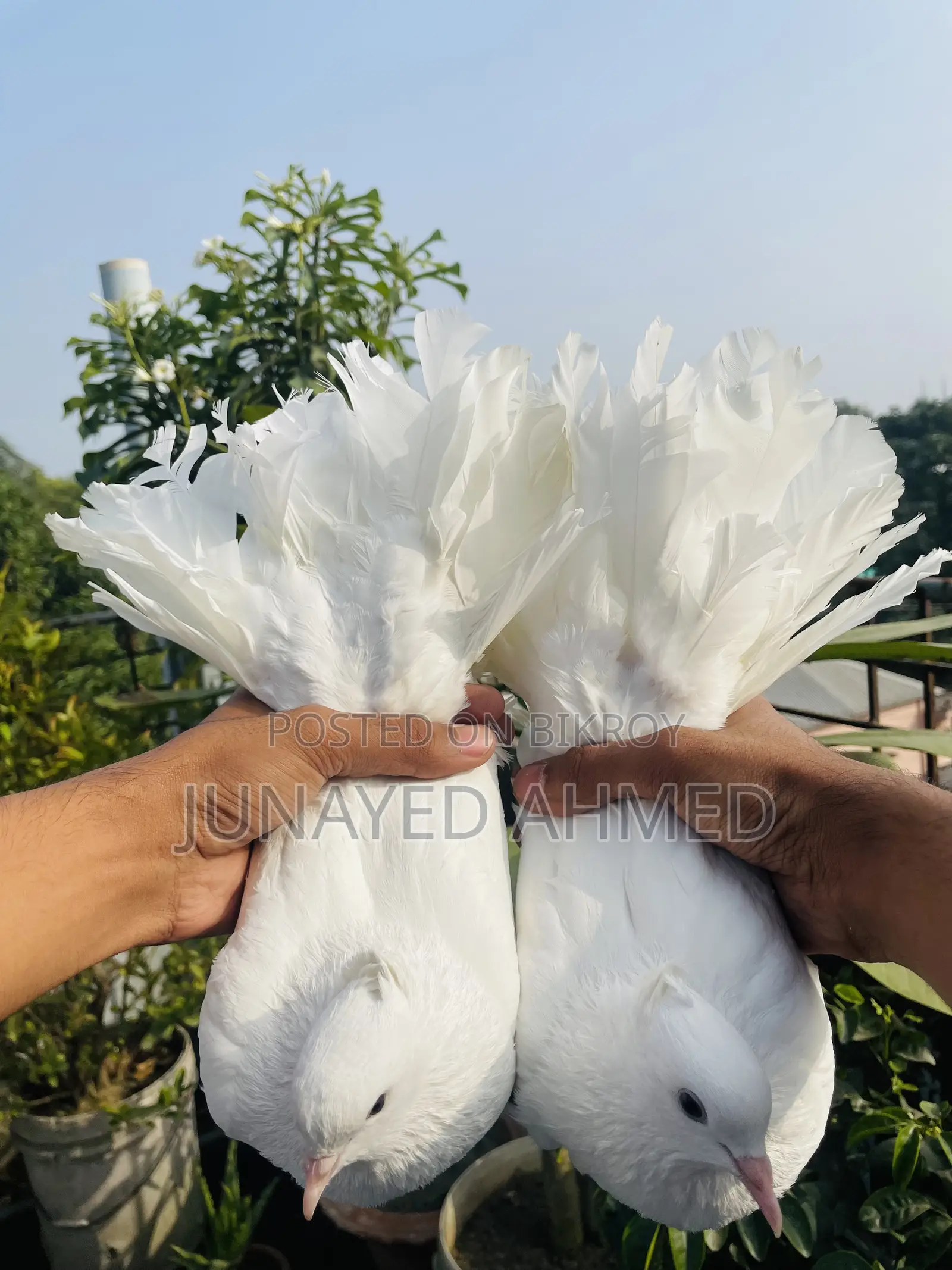 Lokkha Kobutor/ লক্ষা কবুতর