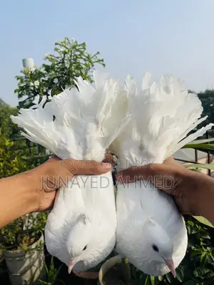 Lokkha Kobutor/ লক্ষা কবুতর