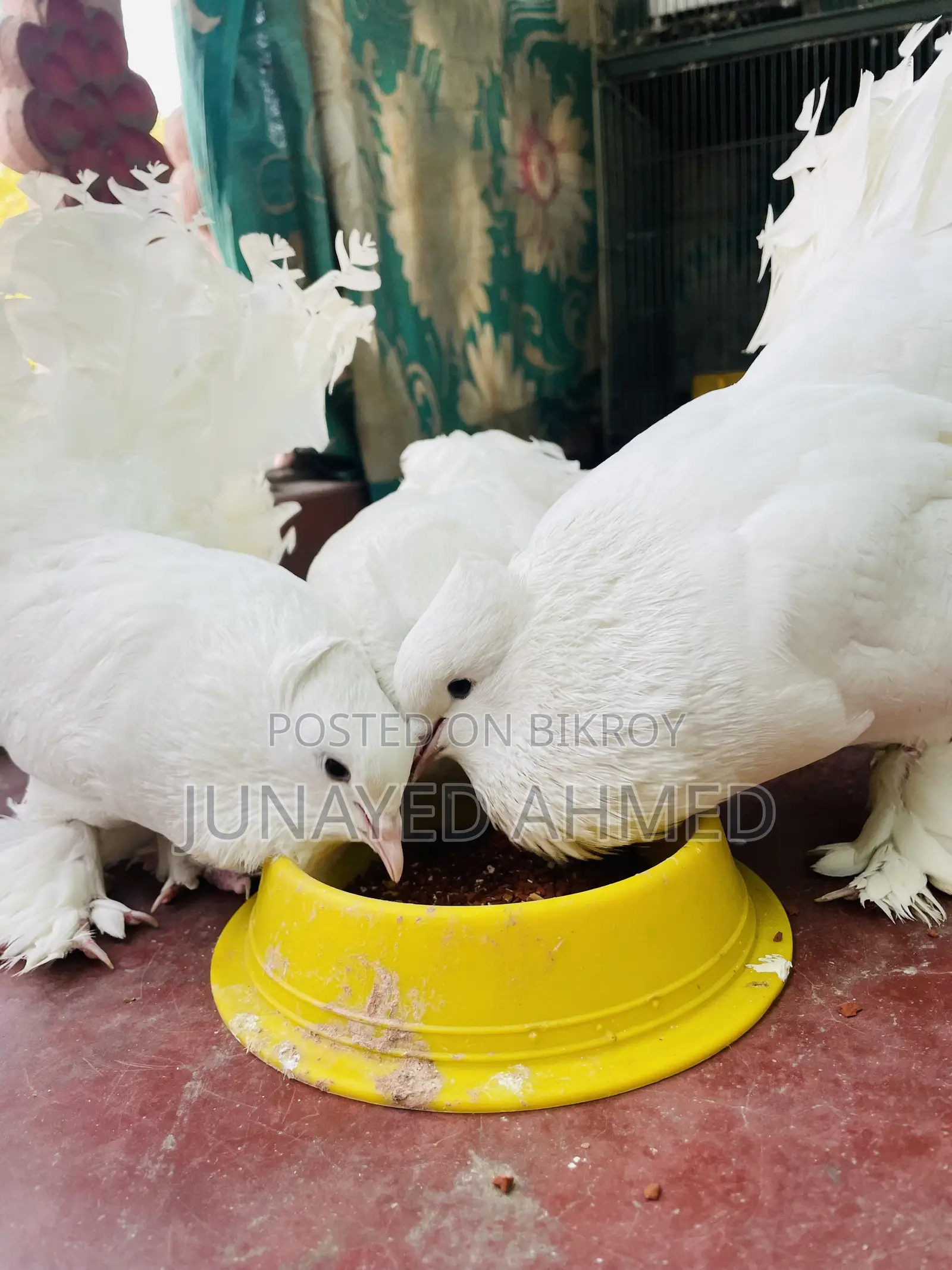 Lokkha Kobutor/ লক্ষা কবুতর