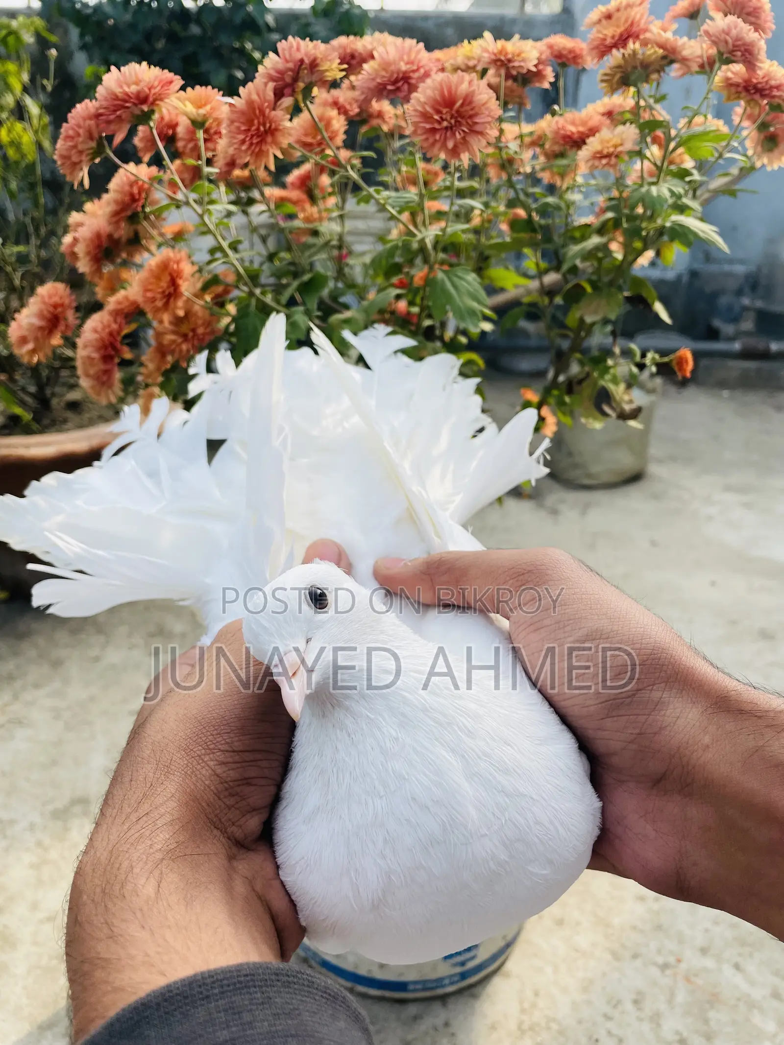 Lokkha Kobutor/ লক্ষা কবুতর