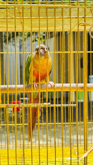 Green Check Conure