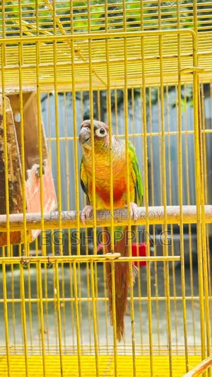 Green Check Conure