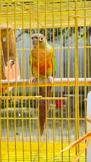 Green Check Conure
