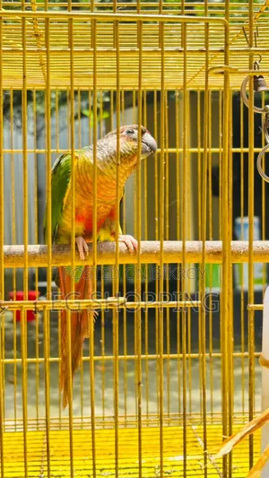 Green Check Conure
