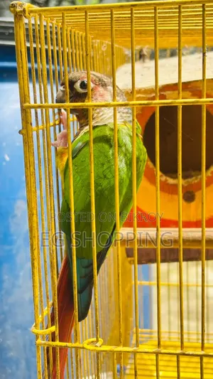 Green Check Conure