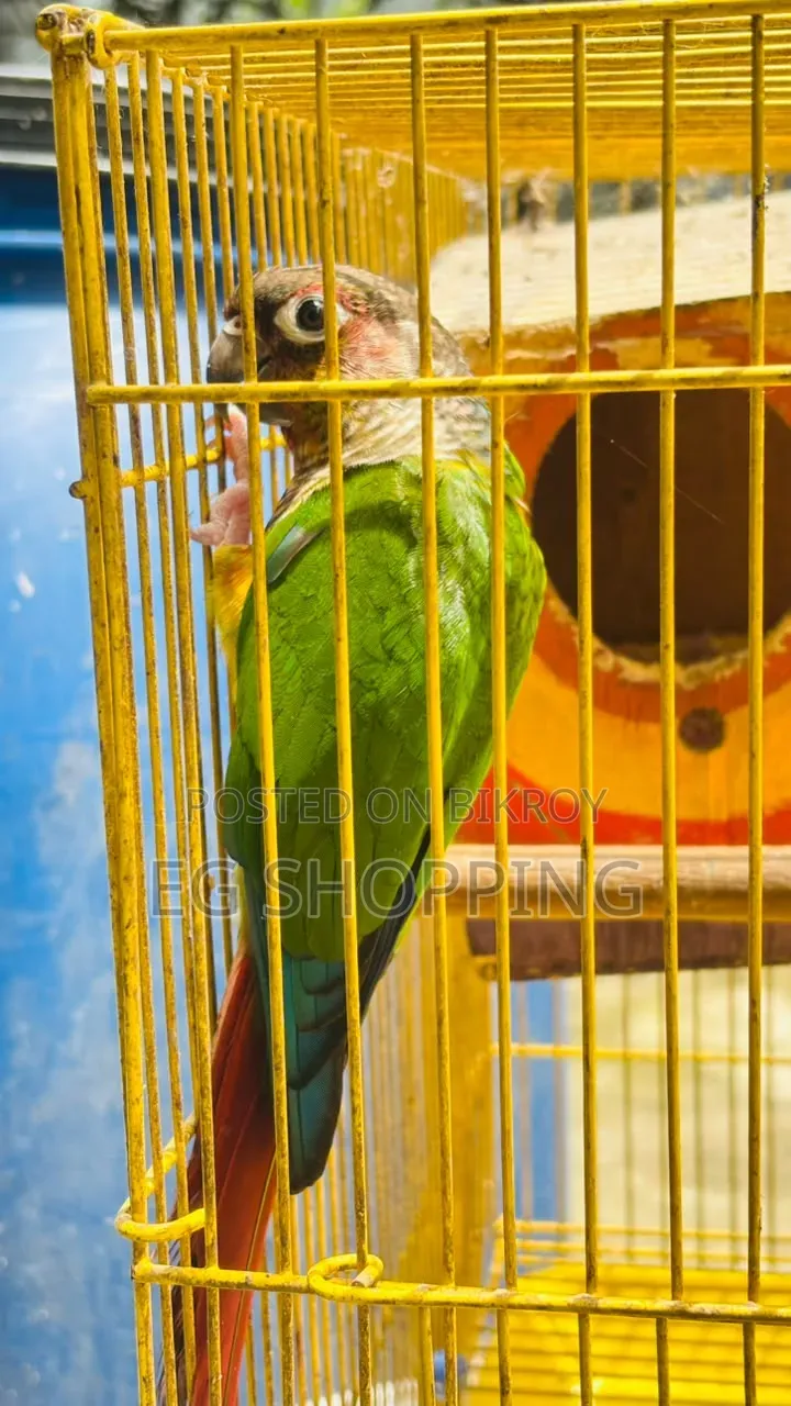 Green Check Conure