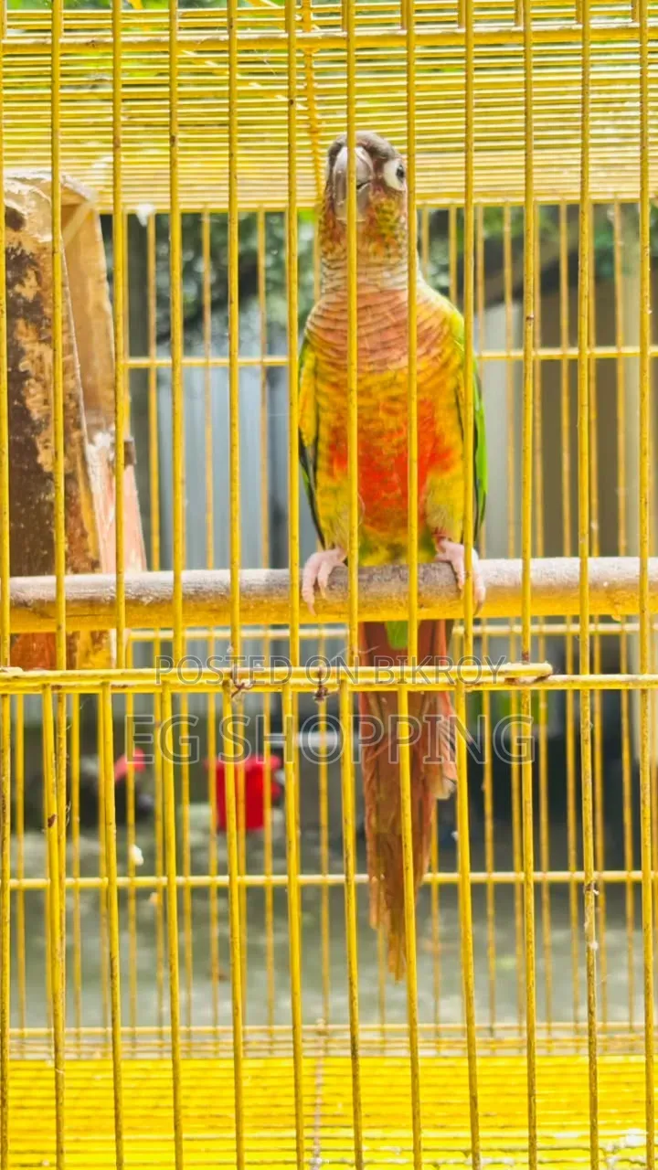 Green Check Conure