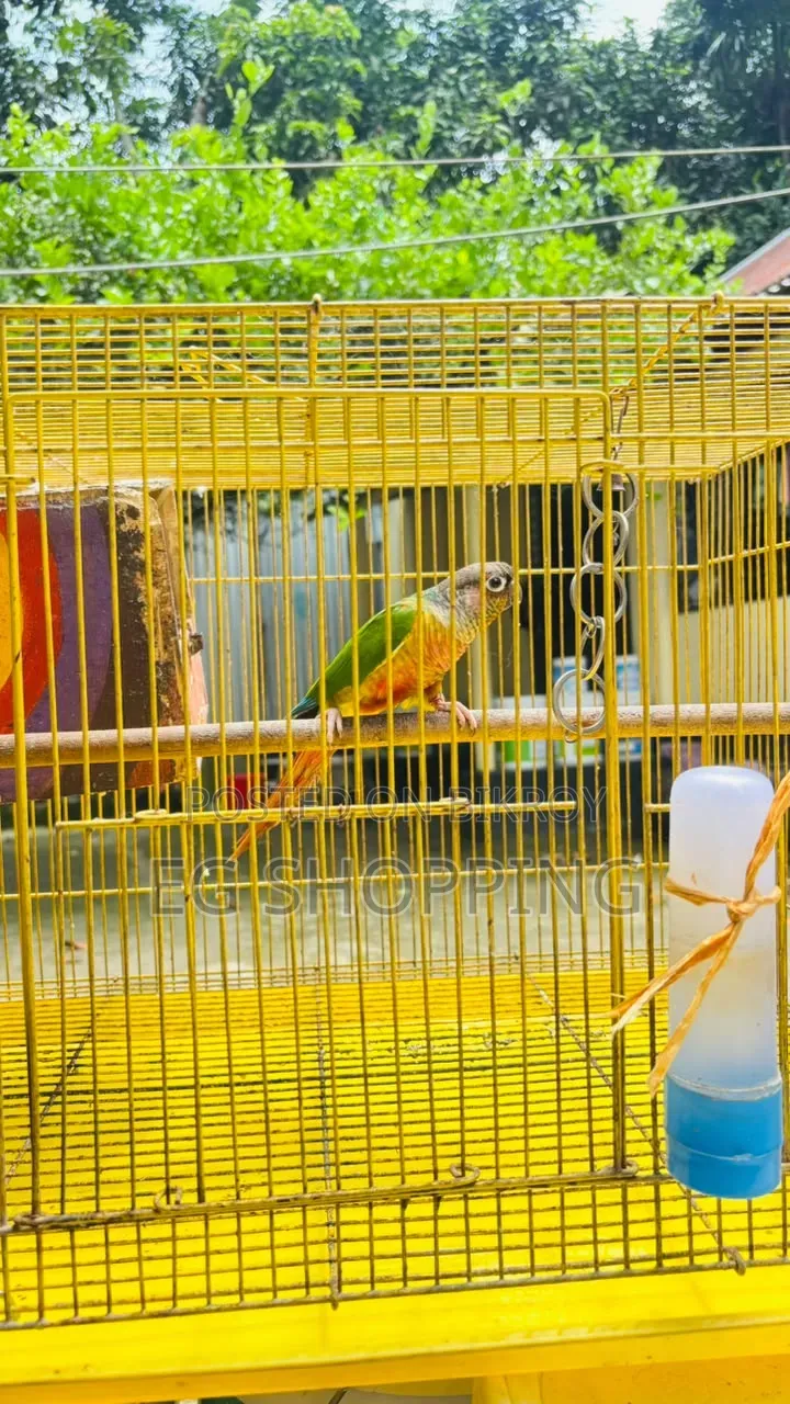 Green Check Conure