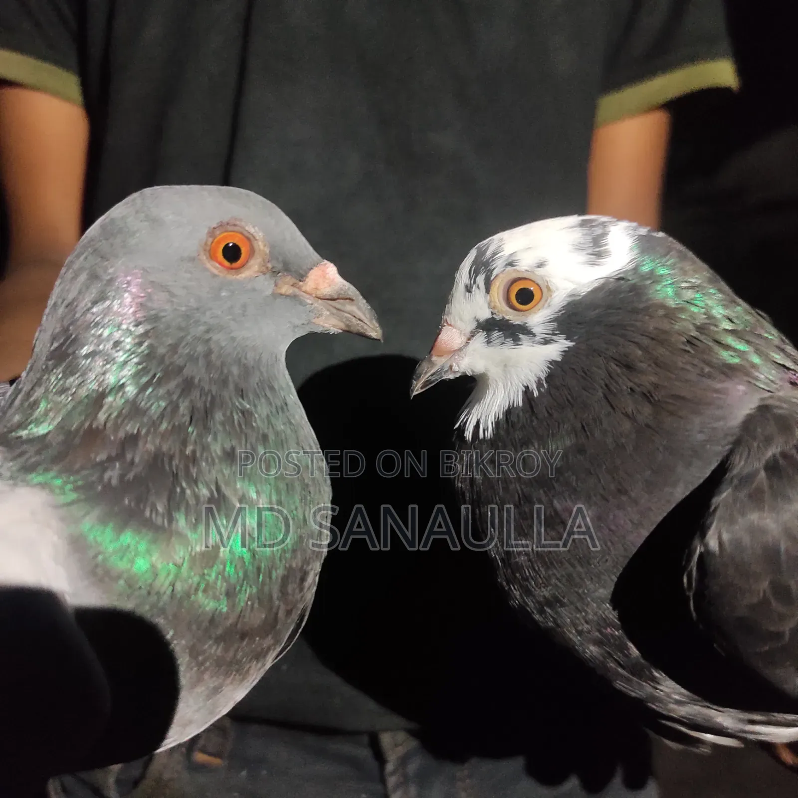 Pigeons for sale
