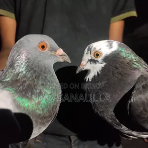 Pigeons for sale