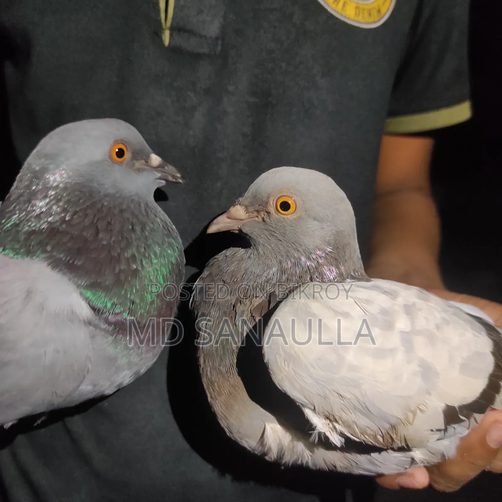 Pigeons for sale